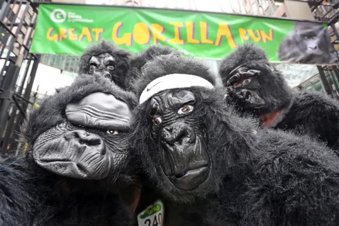  : Participants in the Great Gorilla Run 10th anniversary, London