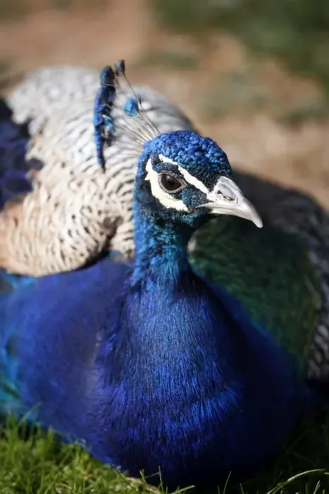  : Peacock