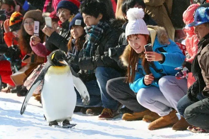  : Penguin Walk at Asahiyama Zoo in Asahikawa, Japan