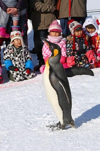 Penguin Walk at Asahiyama Zoo in Asahikawa, Japan