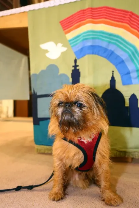  : Pet Blessing Service for World Animal Day, St. Martins Church, Kensal Green, London