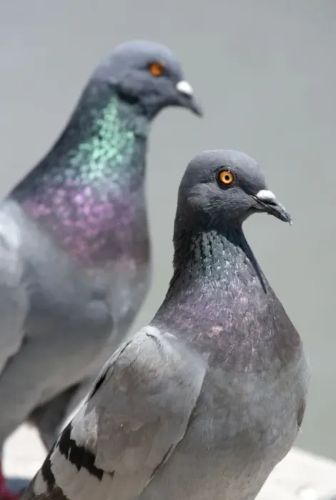  : Pigeons. Two Pigeons