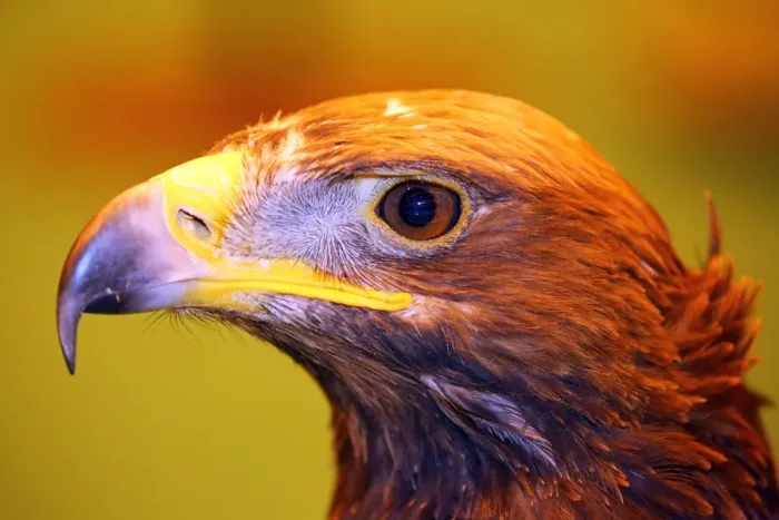 : Portrait of a Golden Steppe Eagle at the London Pet Show 2013 : Portrait of a Golden Steppe Eagle at the London Pet Show 2013