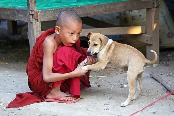 Portrait of a young Buddhist monk playing with a pet dog at a temple in Amarapura