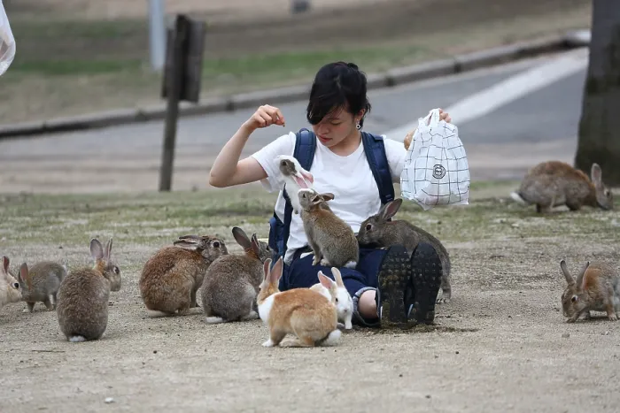  : Rabbits on Okunoshima Island