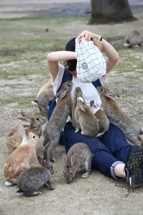  : Rabbits on Okunoshima Island