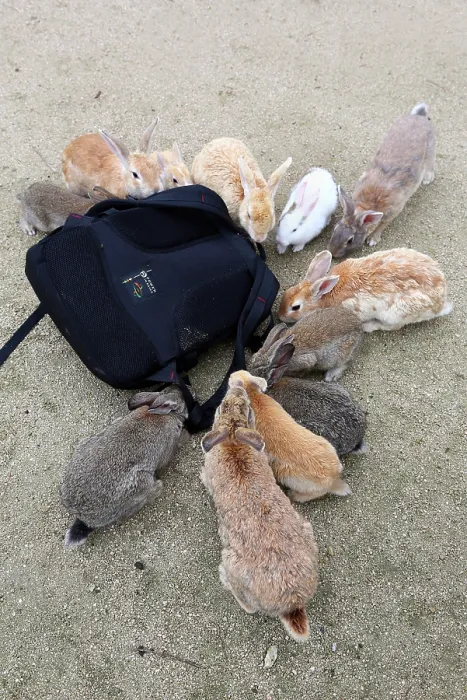  : Rabbits on Okunoshima Island