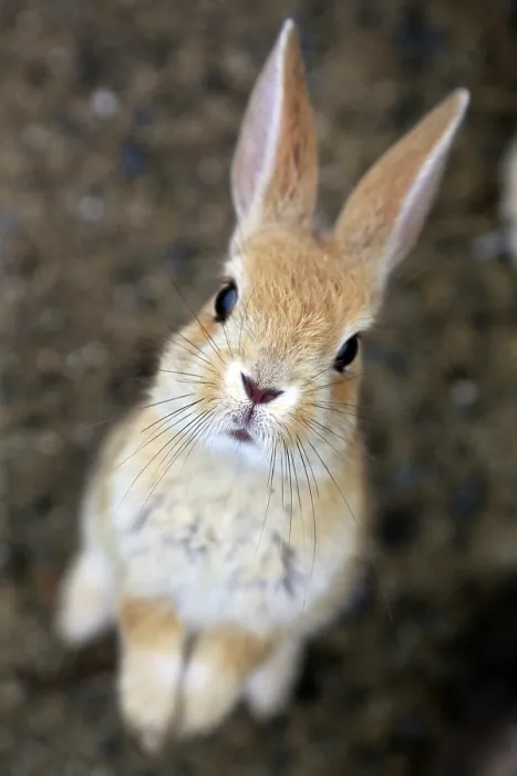  : Rabbits on Okunoshima Island