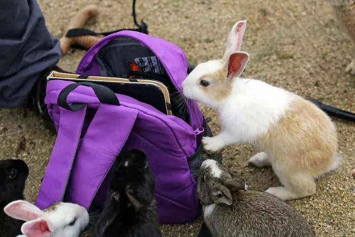  : Rabbits on Okunoshima Island