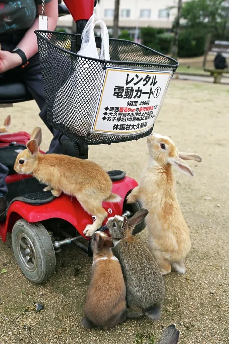  : Rabbits on Okunoshima Island