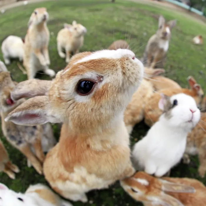  : Rabbits on Okunoshima Island