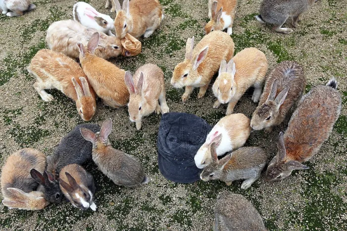  : Rabbits on Okunoshima Island