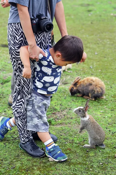  : Rabbits on Okunoshima Island