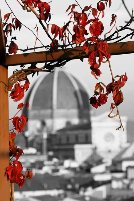  : Red autumn leaves and the Duomo, Santa Maria del Fiore, Florence, Italy, spot colour