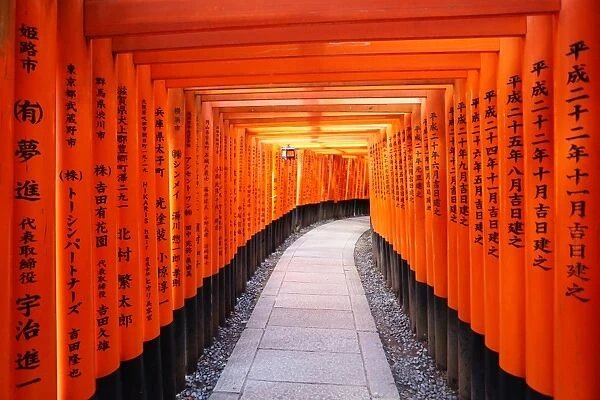 Senbon red Torii gate tunnel, Fushimi Inari shrine, Kyoto, Japan