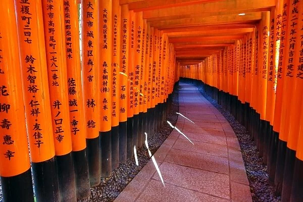 Senbon Torii, tunnels of red torii gates, at Fushimi Inari Shinto shrine in Kyoto, Japan
