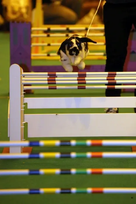  : Show-jumping rabbit from Sweden at the London Pet Show 2013