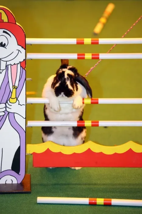  : Show-jumping rabbit from Sweden at the London Pet Show 2013