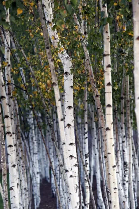  : Silver Birch tree trunks