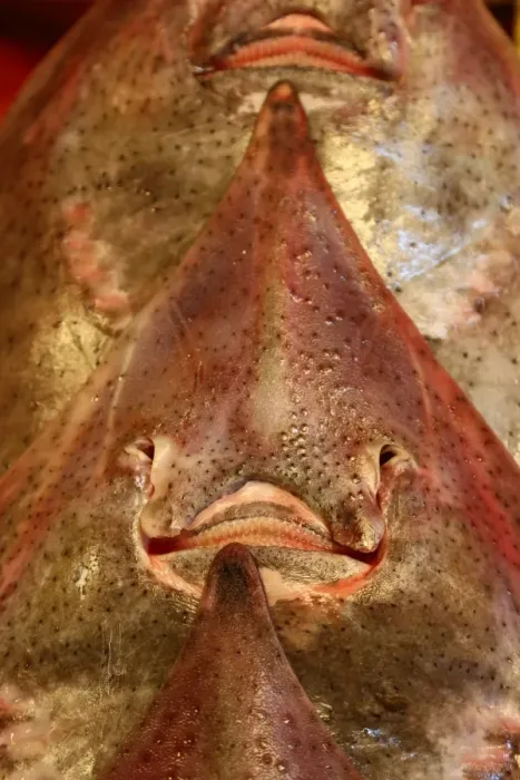  : Smiling face of fish at the Noryangjin Fish and Seafood Market in Seoul, Korea