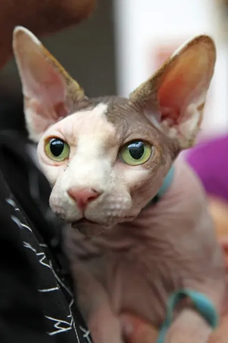  : Sphynx cat at the London Pet Show 2011