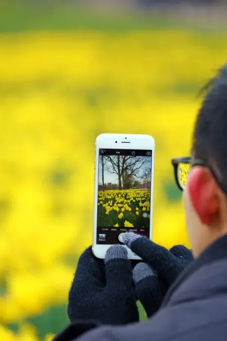  : Spring Daffodils bloom in St. James Park, London