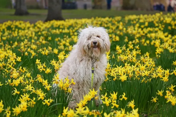  : Spring Daffodils bloom in St. James Park, London