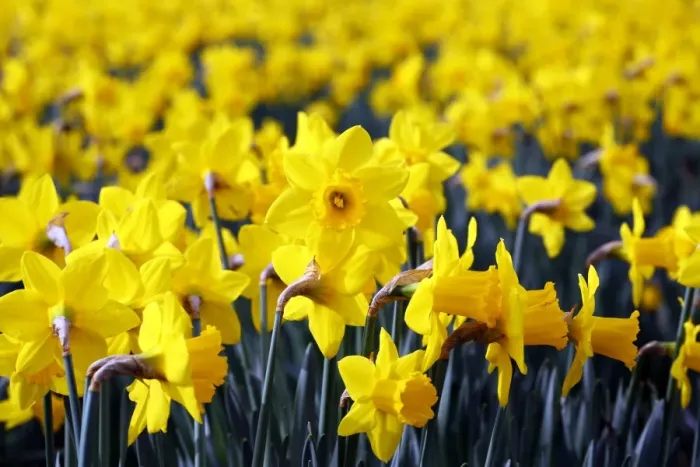  : Spring Daffodils in St. James Park, London