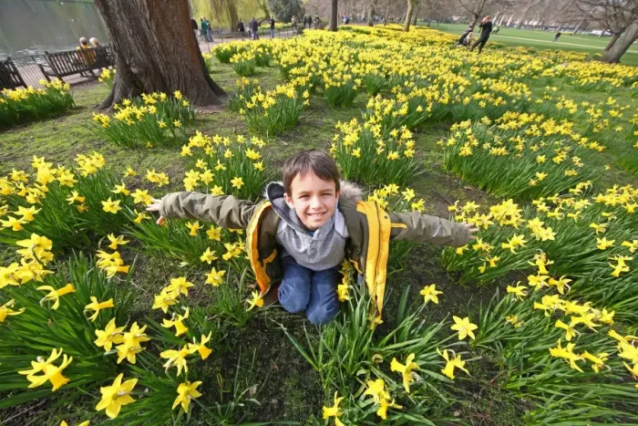  : Spring Daffodils in St. James Park, London