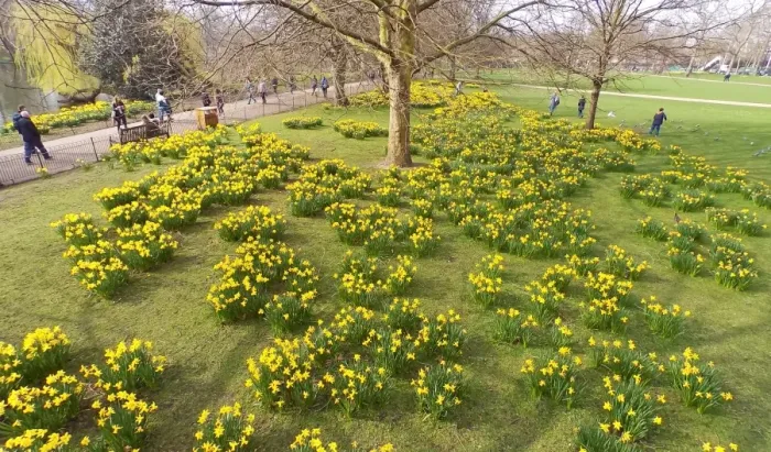  : Spring Daffodils in St. James Park, London