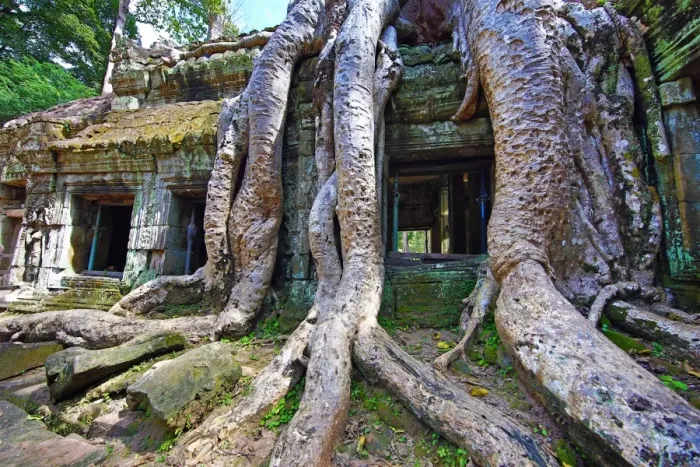  : Spung tree roots covering ruins at Ta Prohm Temple, Angkor, Siem Reap, Cambodia