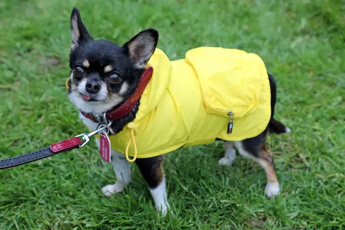  : Stars turn out for the All Dogs Matter Great Hampstead Bark Off dog show, Hampstead Heath