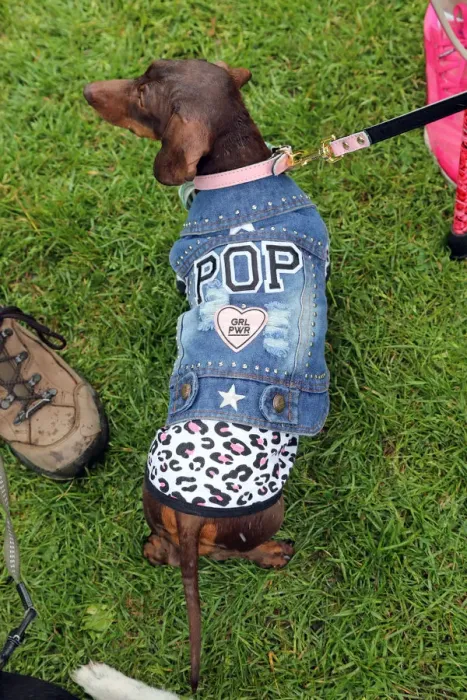  : Stars turn out for the All Dogs Matter Great Hampstead Bark Off dog show, Hampstead Heath