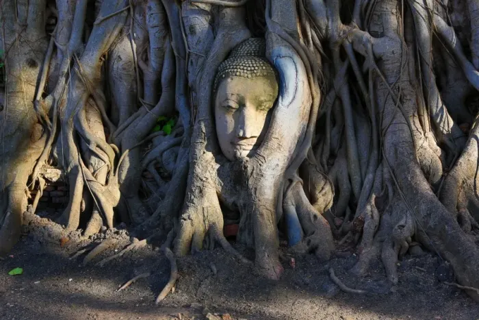  : The stone head of a Buddha statue in the roots of a Bodhi tree in Wat Mahathat, Ayutthaya