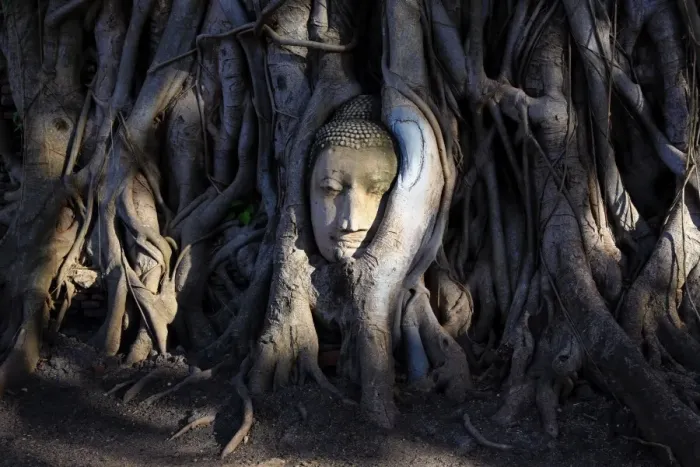  : The stone head of a Buddha statue in the roots of a Bodhi tree in Wat Mahathat, Ayutthaya
