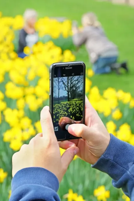  : Taking photos with mobile phone of Spring Daffodils in St. James Park, London