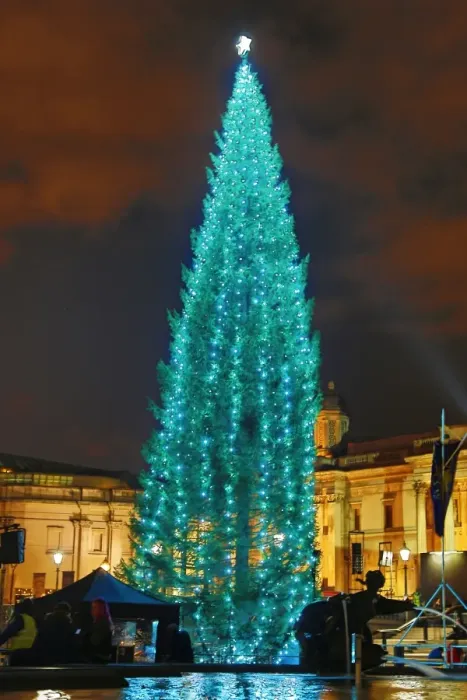  : Trafalgar Square Christmas Tree lights switched on, London, England