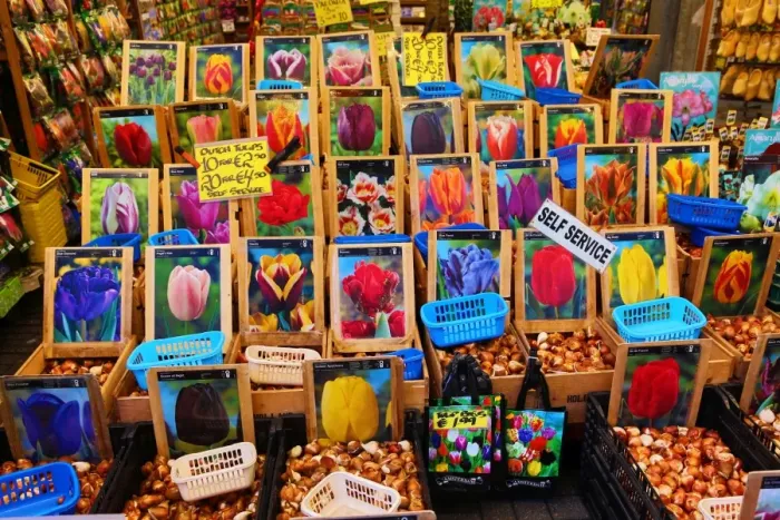  : Tulip Bulb souvenirs at the Flower Market in Amsterdam, Holland