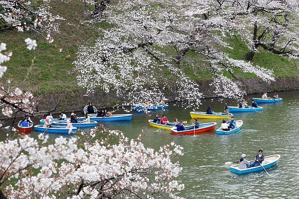 Viewing the Cherry Blossom by boat at Chidorigafuchi Park, Tokyo, Japan