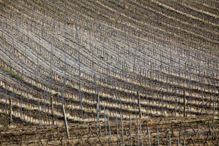  : Vineyard near Marsala, Sicily, Italy