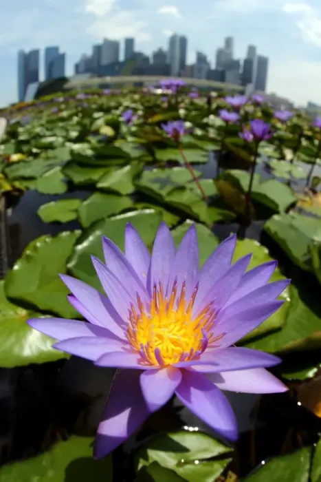  : Water lily pond with flower and leaves and lily pads and city skyline in Singapore, Republic of Singapore