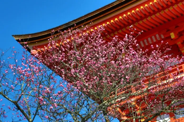  : Wooden orange roof with cherry blossom at Kiyomizu-dera Temple in Kyoto, Japan