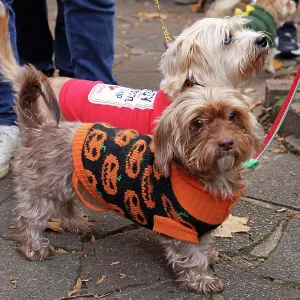 All Dogs Matter Howloween Dog Walk, Hampstead Heath, London