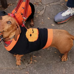 All Dogs Matter Howloween Dog Walk, Hampstead Heath, London
