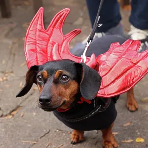 All Dogs Matter Howloween Dog Walk, Hampstead Heath, London