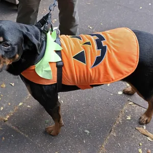 All Dogs Matter Howloween Dog Walk, Hampstead Heath, London