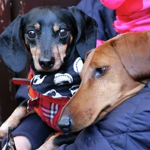 All Dogs Matter Howloween Dog Walk, Hampstead Heath, London