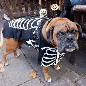 All Dogs Matter Howloween Dog Walk, Hampstead Heath, London