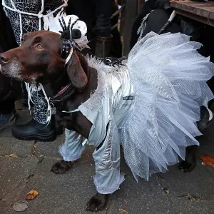 All Dogs Matter Howloween Dog Walk, Hampstead Heath, London