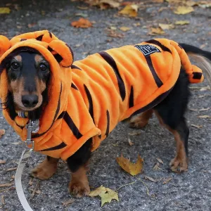 All Dogs Matter Howloween Dog Walk, Hampstead Heath, London